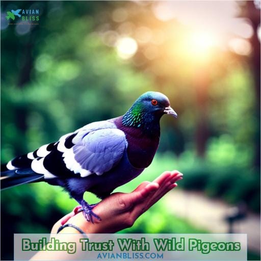 Building Trust With Wild Pigeons