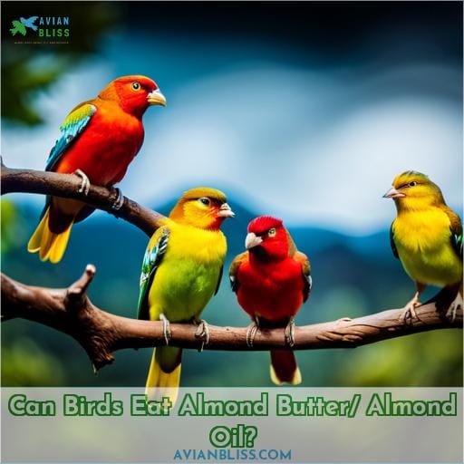 Can Birds Eat Almond Butter/ Almond Oil