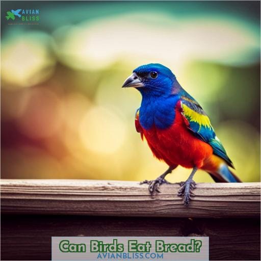 Can Birds Eat Bread