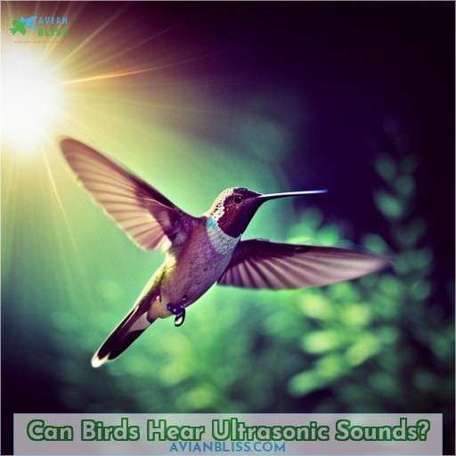 Can Birds Hear Ultrasonic Sounds