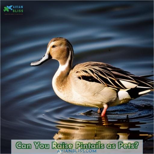 Can You Raise Pintails as Pets