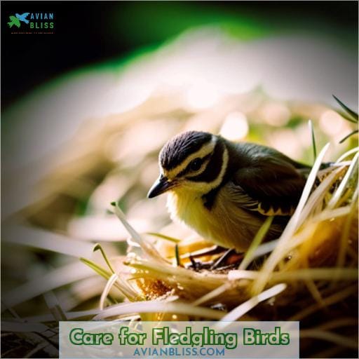 Care for Fledgling Birds