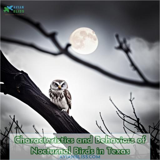 Characteristics and Behaviors of Nocturnal Birds in Texas