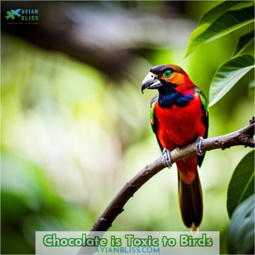 Chocolate is Toxic to Birds