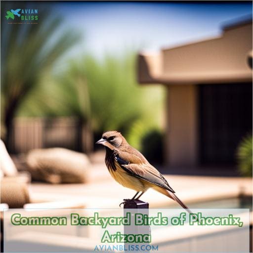 Common Backyard Birds of Phoenix, Arizona