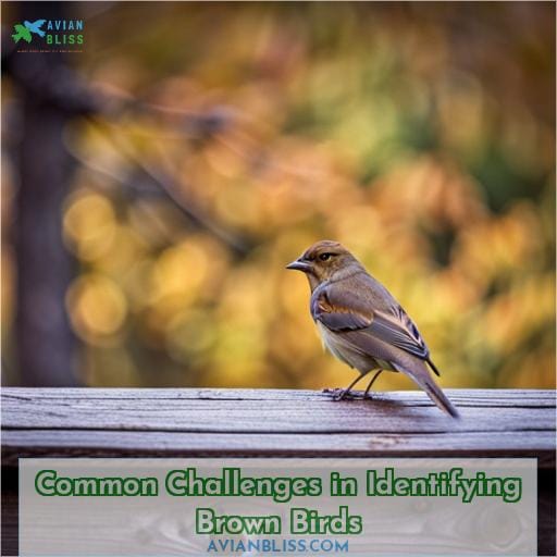 Common Challenges in Identifying Brown Birds