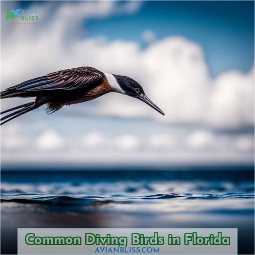 Common Diving Birds in Florida
