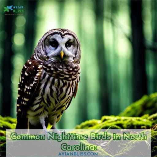 Common Nighttime Birds in North Carolina: