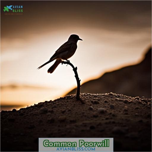 Common Poorwill