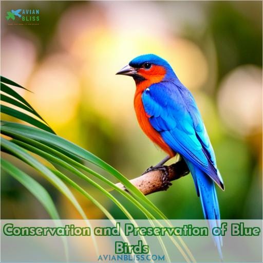 Conservation and Preservation of Blue Birds