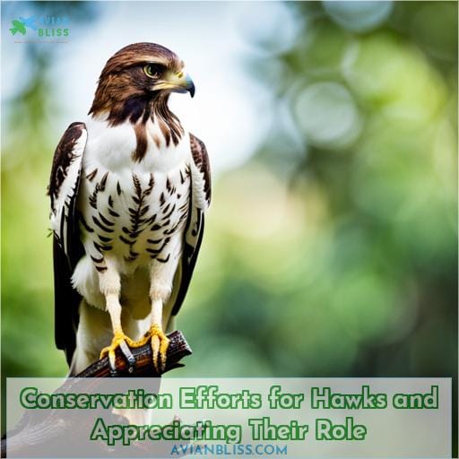 Conservation Efforts for Hawks and Appreciating Their Role