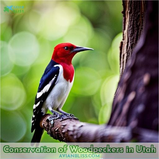 Conservation of Woodpeckers in Utah