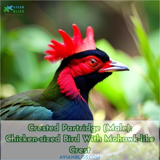 Crested Partridge (Male): Chicken-sized Bird With Mohawk-like Crest