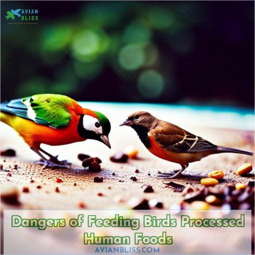 Dangers of Feeding Birds Processed Human Foods