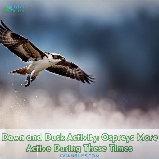 Dawn and Dusk Activity: Ospreys More Active During These Times