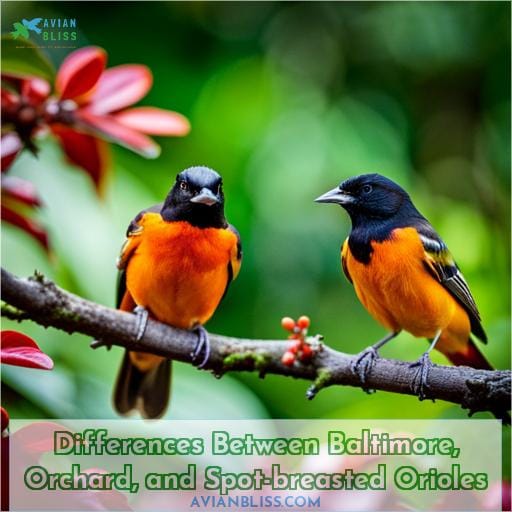Differences Between Baltimore, Orchard, and Spot-breasted Orioles