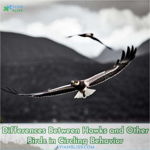 Differences Between Hawks and Other Birds in Circling Behavior