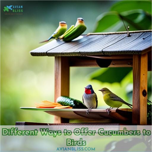 Different Ways to Offer Cucumbers to Birds
