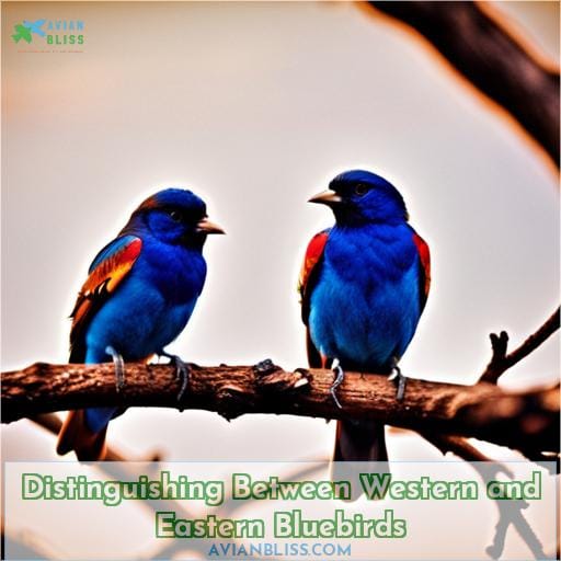 Distinguishing Between Western and Eastern Bluebirds
