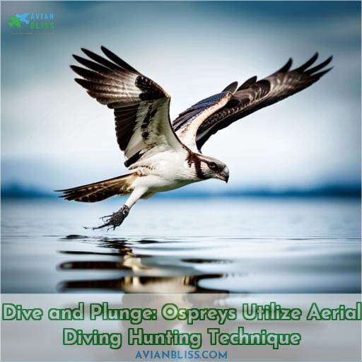 Dive and Plunge: Ospreys Utilize Aerial Diving Hunting Technique