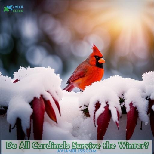 Do All Cardinals Survive the Winter