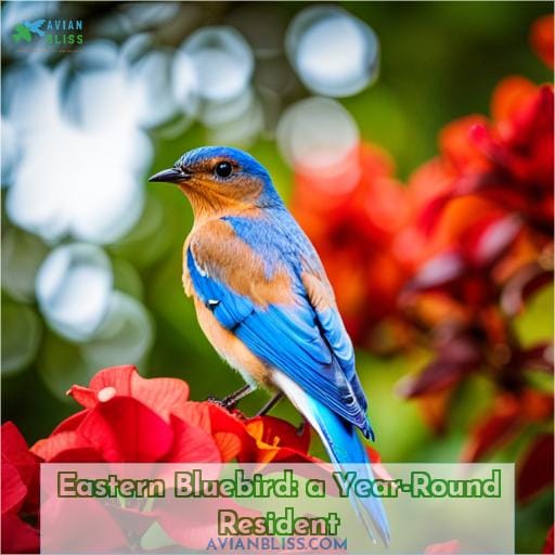 Eastern Bluebird: a Year-Round Resident