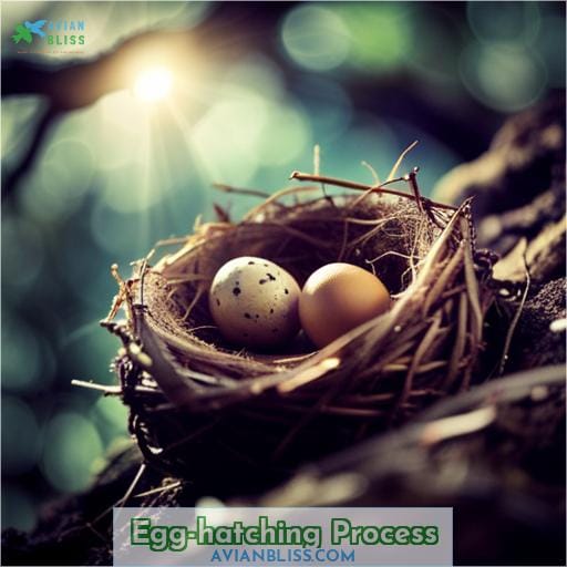 Egg-hatching Process