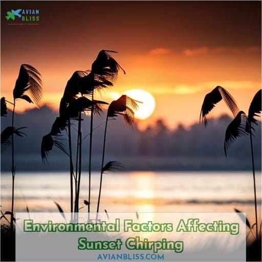 Environmental Factors Affecting Sunset Chirping