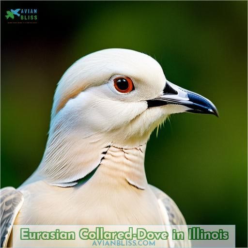 Eurasian Collared-Dove in Illinois