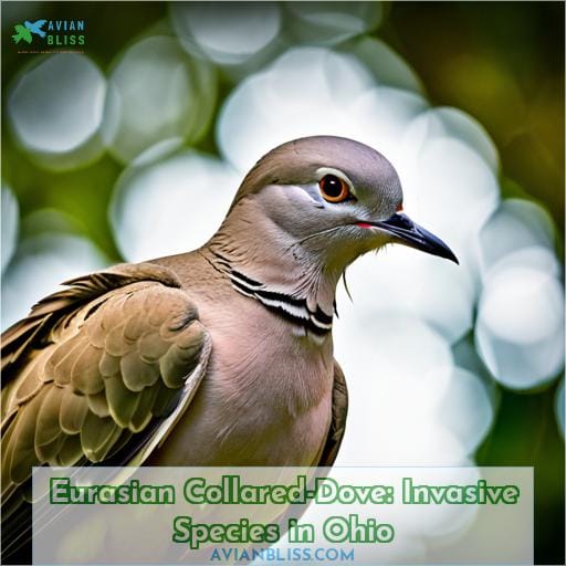 Eurasian Collared-Dove: Invasive Species in Ohio