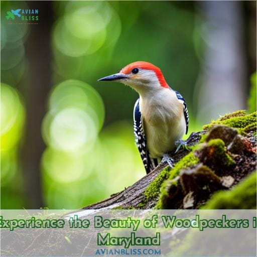 Experience the Beauty of Woodpeckers in Maryland