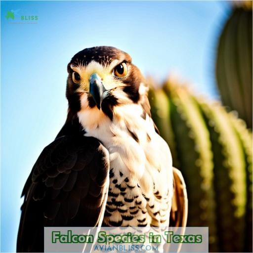 Falcon Species in Texas
