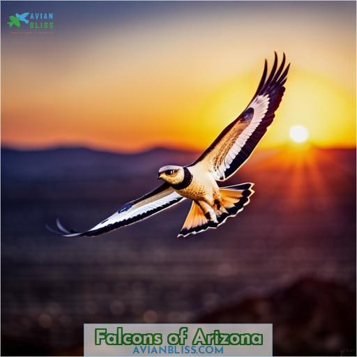 Falcons of Arizona