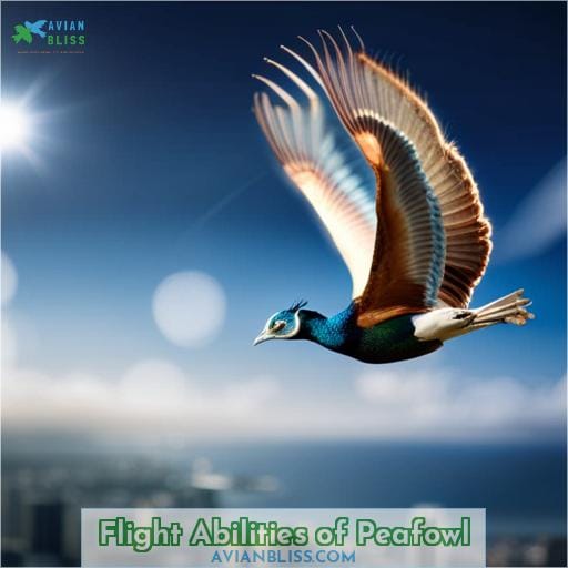 Flight Abilities of Peafowl