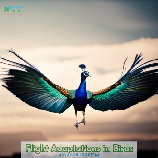 Flight Adaptations in Birds