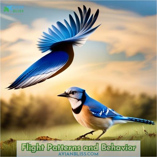 Flight Patterns and Behavior