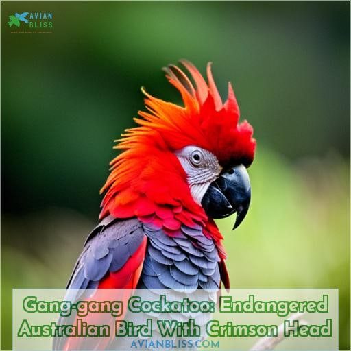 Gang-gang Cockatoo: Endangered Australian Bird With Crimson Head