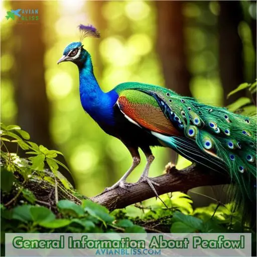 General Information About Peafowl