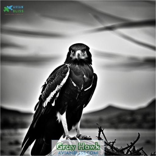 Gray Hawk