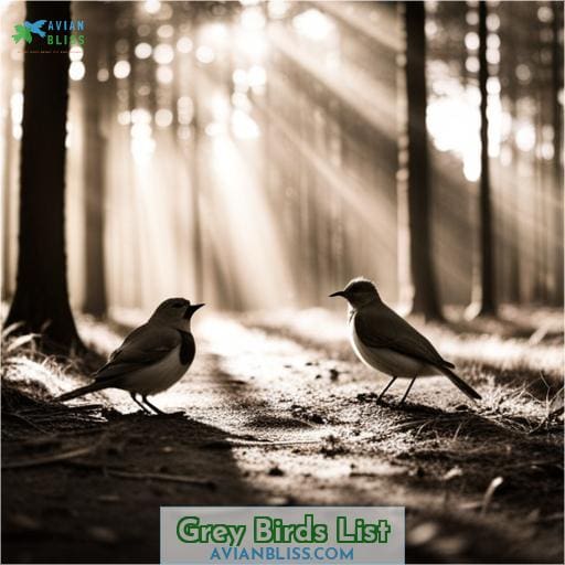 Grey Birds List