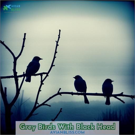 Grey Birds With Black Head