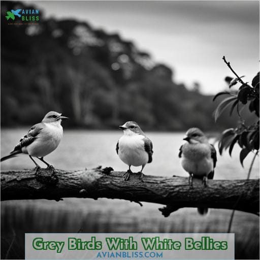 Grey Birds With White Bellies