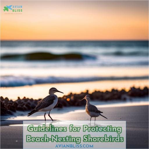 Guidelines for Protecting Beach-Nesting Shorebirds