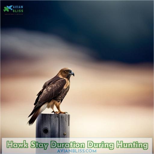 Hawk Stay Duration During Hunting