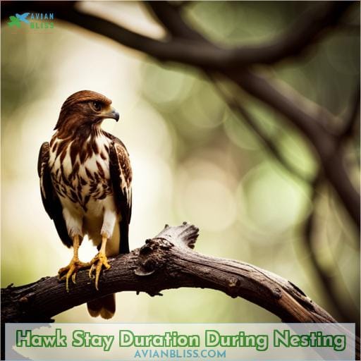 Hawk Stay Duration During Nesting