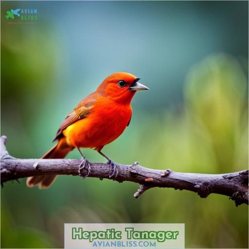 Hepatic Tanager