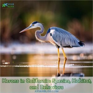 herons in california