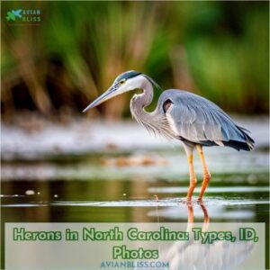 herons in north carolina