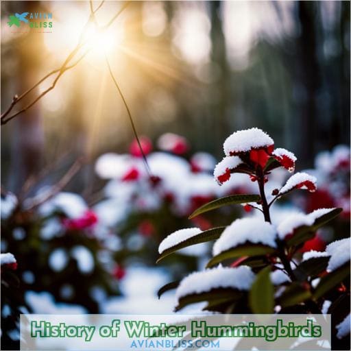 History of Winter Hummingbirds