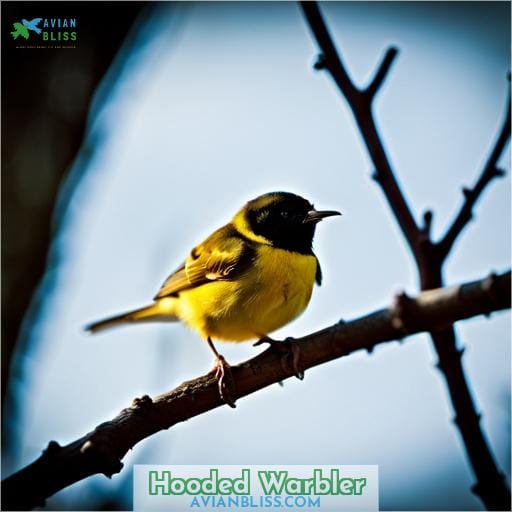 Hooded Warbler